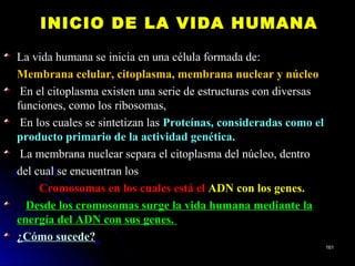 INICIO DE LA VIDA HUMANAINICIO DE LA VIDA HUMANA
La vida humana se inicia en una célula formada de:La vida humana se inicia en una célula formada de:
Membrana celular, citoplasma, membrana nuclear y núcleoMembrana celular, citoplasma, membrana nuclear y núcleo
En el citoplasma existen una serie de estructuras con diversasEn el citoplasma existen una serie de estructuras con diversas
funciones, como los ribosomas,funciones, como los ribosomas,
En los cuales se sintetizan lasEn los cuales se sintetizan las Proteínas, consideradas como elProteínas, consideradas como el
producto primario de la actividad genética.producto primario de la actividad genética.
La membrana nuclear separa el citoplasma del núcleo, dentroLa membrana nuclear separa el citoplasma del núcleo, dentro
del cual se encuentran losdel cual se encuentran los
Cromosomas en los cuales está elCromosomas en los cuales está el ADN con los genes.ADN con los genes.
Desde los cromosomas surge la vida humana mediante laDesde los cromosomas surge la vida humana mediante la
energía del ADN con sus genes.energía del ADN con sus genes.
¿Cómo sucede?¿Cómo sucede?
161161
 