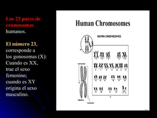Human Chromosomes
Los 23 pares deLos 23 pares de
cromosomascromosomas
humanos.
El número 23,
corresponde a
los gonosomas (X):
Cuando es XX,
trae el sexo
femenino;
cuando es XY
origina el sexo
masculino.
164164
 