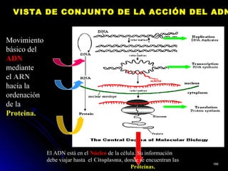 Movimiento
básico del
ADN
mediante
el ARN
hacia la
ordenación
de la
Proteina.
El ADN está en el NúcleoNúcleo de la célula. Su información
debe viajar hasta el CitoplasmaCitoplasma, donde se encuentran las
ProteínasProteínas..
VISTA DE CONJUNTO DE LA ACCIÓN DEL ADNVISTA DE CONJUNTO DE LA ACCIÓN DEL ADN
166166
 