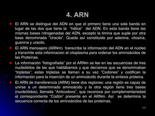 4. ARN4. ARN
El ARN se distingue del ADN en que el primero tiene una sola banda enEl ARN se distingue del ADN en que el primero tiene una sola banda en
lugar de las dos que tiene la “hélice” del ADN. En esta banda tiene laslugar de las dos que tiene la “hélice” del ADN. En esta banda tiene las
mismas bases nitrogenadas del ADN, excepto la timina que suple por otramismas bases nitrogenadas del ADN, excepto la timina que suple por otra
base denominada “Uracilo”. Queda así constituido por adenina, citosina,base denominada “Uracilo”. Queda así constituido por adenina, citosina,
guanina y uracilo.guanina y uracilo.
El ARN mensajero (ARNm) transcribe la información del ADN en el núcleoEl ARN mensajero (ARNm) transcribe la información del ADN en el núcleo
y transmite esta infomnacion al citoplasma para ordenar los aminoácidos dey transmite esta infomnacion al citoplasma para ordenar los aminoácidos de
las Proteínas.las Proteínas.
La información “fotografiada” por el ARNm se lee en las secuencias de tresLa información “fotografiada” por el ARNm se lee en las secuencias de tres
nucleótidos de las que hablábamos y que decíamos que se denominabannucleótidos de las que hablábamos y que decíamos que se denominaban
“tripletas”; estas tripletas se llaman a su vez “Codones” y codifican la“tripletas”; estas tripletas se llaman a su vez “Codones” y codifican la
información para la inserción de un aminoácido durante la sintesis proteica.información para la inserción de un aminoácido durante la sintesis proteica.
El ARNEl ARN de transferencia (ARNt) tiene dos regiones: una región es capaz dede transferencia (ARNt) tiene dos regiones: una región es capaz de
unirse a un determinado aminoácido y la otra región tiene tres basesunirse a un determinado aminoácido y la otra región tiene tres bases
(nucleótidos), llamada “Anticodons”, que reconoce por complementariedad(nucleótidos), llamada “Anticodons”, que reconoce por complementariedad
el correspondiente “Codón” presente en el ARNm. Así se determinael correspondiente “Codón” presente en el ARNm. Así se determina lala
secuencia correcta de los aminoácidos de las proteínas.secuencia correcta de los aminoácidos de las proteínas.
171171
 