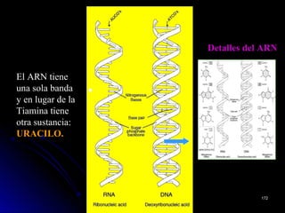 El ARN tiene
una sola banda
y en lugar de la
Tiamina tiene
otra sustancia:
URACILO.URACILO.
Detalles del ARNDetalles del ARN
172172
 