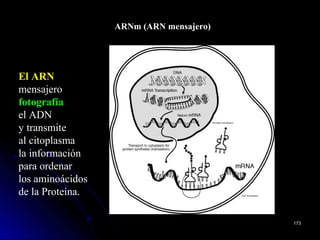 ARNm (ARN mensajero)
El ARNEl ARN
mensajero
fotografía
el ADN
y transmite
al citoplasma
la información
para ordenar
los aminoácidos
de la Proteína.
173173
 