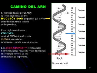 El mensaje llevado por el ARN
se lee en secuencias de tres
NUCLEÓTIDOSNUCLEÓTIDOS (tripletas), que sirven
como huellas para la síntesis
de las proteinas.
Estas tripletas de llaman
CODONES.CODONES.
Aquí, el ARN de transferencia
(ARNt) transporta los
aminoácidos para la síntesis proteína.
Los ANTICODONES***ANTICODONES*** reconocen los
Correspondientes “codones” y así determinan
la secuencia correcta de los
aminoácidos de la proteína.
CAMINO DEL ARNCAMINO DEL ARN
174174
 