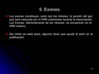 5. Exones5. Exones
Los exones constituyen, junto con los intrones, la porción del genLos exones constituyen, junto con los intrones, la porción del gen
que será transcrita por la ARN polimerase durante la transcripción.que será transcrita por la ARN polimerase durante la transcripción.
Los Exones, diferentemente de los intrones, se encuentran en elLos Exones, diferentemente de los intrones, se encuentran en el
ARN maduro.ARN maduro.
Del intrón se sabe poco, algunos dicen que ayuda al exón en laDel intrón se sabe poco, algunos dicen que ayuda al exón en la
codificación.codificación.
175175
 
