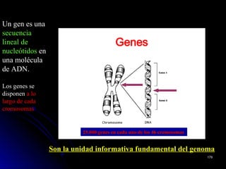 Genes
Un gen es unaUn gen es una
secuenciasecuencia
lineal delineal de
nucleótidosnucleótidos enen
una moléculauna molécula
de ADN.de ADN.
Los genes seLos genes se
disponendisponen a loa lo
largo de cadalargo de cada
cromosomascromosomas
Son la unidad informativa fundamental del genomaSon la unidad informativa fundamental del genoma
25.000 genes en cada uno de los 46 cromosomas25.000 genes en cada uno de los 46 cromosomas
179179
 