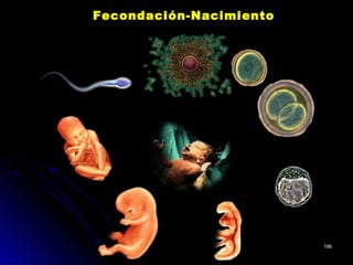 Fecondación-NacimientoFecondación-Nacimiento
186186
 