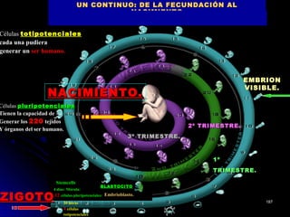 BLASTOCiTOBLASTOCiTO
EMBRIONEMBRION
VISIBLE.VISIBLE.
1º1º
TRIMESTRE.TRIMESTRE.
2º TRIMESTRE.2º TRIMESTRE.
3º TRIMESTRE.3º TRIMESTRE.
NACIMIENTO.NACIMIENTO.
UN CONTINUO: DE LA FECUNDACIÓN ALUN CONTINUO: DE LA FECUNDACIÓN AL
NACIMIENTONACIMIENTO
ZIGOTOZIGOTO 30 horas
4 células
totipotenciales
4 días: Mórula:
12 células pluripotenciales:
Stemcells
Embrioblasto.
Células totipotencialestotipotenciales
cada una pudieracada una pudiera
generar ungenerar un ser humano.ser humano.
Células pluripotencialespluripotenciales
Tienen la capacidad deTienen la capacidad de
Generar losGenerar los 220220 tejidostejidos
Y órganos del ser humano.Y órganos del ser humano.
187187
 