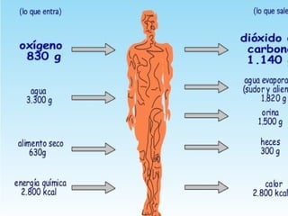 La salud es el nivel de
eficacia funcional y/o
metabólico de un organismo,
tanto a nivel micro (celular)
como a nivel macro (social).
 