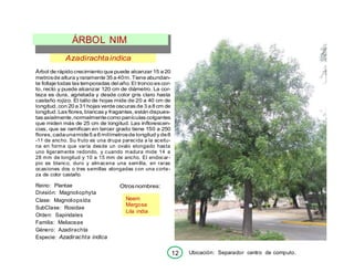 Azadirachtaindica
Árbol de rápido crecimiento que puede alcanzar 15 a 20
metrosde altura y raramente 35 a 40m.Tiene abundan-
te follaje todas las temporadas delaño. El tronco es cor-
to, recto y puede alcanzar 120 cm de diámetro. La cor-
teza es dura, agrietada y desde color gris claro hasta
castaño rojizo. El tallo de hojas mide de 20 a 40 cm de
longitud, con 20 a 31 hojas verde oscuras de 3 a 8 cm de
longitud. Las flores, blancas y fragantes, están dispues-
tas axialmente,normalmentecomo panículas colgantes
que miden más de 25 cm de longitud. Las inflorescen-
cias, que se ramifican en tercer grado tiene 150 a 250
flores, cadaunamide5 a 6 milímetrosde longitud y de8
-11 de ancho. Su fruto es una drupa parecida a la aceitu-
na en forma que varía desde un ovalo elongado hasta
uno ligeramente redondo, y cuando madura mide 14 a
28 mm de longitud y 10 a 15 mm de ancho. El endocar-
pio es blanco, duro y almacena una semilla, en raras
ocasiones dos o tres semillas elongadas con una corte-
za de color castaño.
Reino: Plantae
División: Magnoliophyta
Clase: Magnoliopsída
SubClase: Rosidae
Orden: Sapindales
Familia: Meliaceae
Género: Azadirachta
Especie: Azadirachta indica
Otrosnombres:
Ubicación: Separador centro de computo.
Neem
Margosa
Lila india
ÁRBOL NIM
12
 