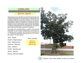 14 Ubicación: Zona verde aledaña al centro de computo.
Sterculia apetala
Sereproduce por semilla. Duranteelperíodo de cre-
cimiento requiere de sombra para su desarrollo. Es
un árbol exigente en cuanto a suelos, sus raíces son
profundas y tiene vida larga. El tronco es recto y
desarrolla a menudo, sobre todo cuando es de gran
tamaño, unos contrafuertes que le sirven del apoyo
y soporte necesarios por su corpulencia, ya que lle-
ga a medir de 25 hasta unos 50 m de altura.
Las hojas son acorazonadas y cuando son jóvenes
presentan la cara inferior tomentosa. Las flores son
moradas y poco vistosas. El fruto está compuesto de
4 o 5 folículos péndulos, dehiscente con 2 a 4 semi -
llas aladas de color marrón.
Reino: Plantae
División: Magnoliophyta
Clase: Magnoliopsída
SubClase: Dilleniidae
Orden: Malvales
Familia: Sterculiaceae
Género: Sterculia
Especie: Sterculia apetala
Otros nombres:
Panamá
Camoruco
Anacahuita
CAMAJÓN
 