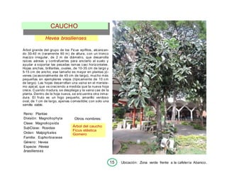 15 Ubicación: Zona verde frente a la cafetería Abanico.
Árbol del caucho
Ficus elástica
Gomero
Hevea brasilienses
Árbol grande del grupo de los Ficus epífitos, alcanzan-
do 30-40 m (raramente 60 m) de altura, con un tronco
macizo irregular, de 2 m de diámetro, que desarrolla
raíces aéreas y contrafuertes para anclarlo al suelo y
ayudar a soportar las pesadas ramas casi horizontales.
Hojas anchas, brillantes, ovales, de 10-35 cm de largo y
5-15 cm de ancho; ese tamaño es mayor en plantas jó-
venes (ocasionalmente de 45 cm de largo), mucho más
pequeñas en ejemplares viejos (típicamente de 10 cm
de largo). Las hojas desarrollan una vaina en el meriste-
mo apical, que va creciendo a medida que la nueva hoja
crece. Cuando madura, se despliega y la vaina cae de la
planta. Dentro de la hoja nueva, se encuentra otra inma-
dura. El fruto es un higo pequeño, amarillo verdoso
oval, de 1 cm de largo, apenas comestible; con solo una
semilla viable.
Reino: Plantae
División: Magnoliophyta
Clase: Magnoliopsída
SubClase: Rosidae
Orden: Malpighiales
Familia: Euphorbiaceae
Género: Hevea
Especie: Hevea
brasilienses
Otros nombres:
CAUCHO
 