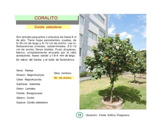 18 Ubicación: Frente Edificio Posgrados.
CORALITO
Cordia sebestena
Son árboles pequeños o arbustos de hasta 8 m
de alto. Tiene hojas persistentes, ovadas, de
9–20 cm de largo y 6–12 cm de ancho. Las in-
florescencias cimosas, subterminales, 6.5–12
cm de ancho; flores dístilas. Fruto drupáceo,
blanco, completamente envuelto por el cáliz
acrescente; hueso ovoide y 1.9–4 mm de largo.
Es nativo del Caribe y el norte de Suramérica.
Reino: Plantae
División: Magnoliophyta
Clase: Magnoliopsída
SubClase: Asteridae
Orden: Lamiales
Familia: Boraginaceae
Género: Cordia
Especie: Cordia sebestena
Otros nombres:
No me olvides
 