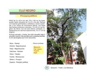 20 Ubicación: Frente a la Biblioteca.
Mezquite
Cují yaque
Trupillo
Aipia
CUJÍ NEGRO
Prosopisjuliiflora
Árbol de 6 a 20 m de alto, 20 a 150 cm de fuste;
puede haber arbustos de 3 a 6 m de alto. Ramas
con espinas geminadas o solitarias a veces ausen-
tes y con raíces de crecimiento lateral. Las hojas
bipinnadas medianas a grandes, 10 a 20 cm de lon-
gitud, las flores, son de color blanco verdosas, in-
florescencia en racimos espiciformes, 9 a 17 cm de
longitud.
El fruto carnoso, y dulce, de color amarillo paja o
amarillo marrón, las semillas son ovaladas pardas,
6 mm de longitud por 5 mm de ancho.
Reino: Plantae
División: Magnoliophyta
Clase: Magnoliopsída
SubClase: Rosidae
Orden: Fabales
Familia: Mimosaceae
Género: Prosopis
Especie: Prosopis juliiflora
Otros nombres:
 