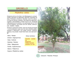 23 Ubicación: Plazoleta Principal.
Phyllanthus acidus
Originaria del sur de Asia o de Madagascar y actual-
mente cultivada en diferentes regiones tropicales de
Asia, Polinesia y América. Alcanza unos 6 m altura.
La copa es densa y espesa. Las hojas son alternas y
ovadas o lanceoladas y miden 8 por 4 cm. Presenta
inflorescencia en racimos, con panículas de 5 a 12,5
cm de longitud. Las flores son de verdes, blancuz-
cas, rosadas o rojizas.
Produce numerosos frutos, que son drupas de hasta
1 cm de diámetro cada una, de color amarillo pálido,
verdoso o blancuzco, con pulpa cerosa, crujiente,
jugosa y muy ácida. Cada fruto tiene una sola semi -
lla.
Reino: Plantae
División: Angiospermae
Clase: Eudicots
Subclase: Rosidae
Orden: Malpighiales
Familia: Euphorbiaceae
Género: Phyllanthus
Especie: Phyllanthus acidus
Otros nombres:
Grosella estrella-
da
Averrhoa
Trébol acerolo
Grosella de Taití
GROSELLO
 