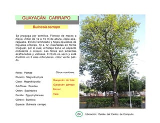 24 Ubicación: Detrás del Centro de Computo.
GUAYACÁN CARRAPO
Bulnesiacarrapo
Se propaga por semillas. Florece de marzo a
mayo. Árbol de 12 a 15 m de altura, copa apa-
raguada, tronco ramificado y hojas opuestas de
hojuelas enteras, 10 a 12, insertadas en forma
irregular, por lo cual, el follaje tiene un aspecto
ondulante o crespo. Las flores son amarillas
azafranadas y vistosas. El fruto es seco y está
dividido en 3 alas orbiculares, color verde páli-
do.
Reino: Plantae
División: Magnoliophyta
Clase: Magnoliopsída
SubClase: Rosidae
Orden: Sapindales
Familia: Zygophyllaceae
Género: Bulnesia
Especie: Bulnesia carrapo
Otros nombres:
Guayacán de bola
Guayacán garrapo
Ibiocaí
Vera
 