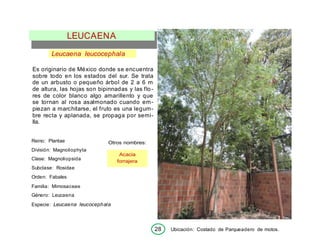 28 Ubicación: Costado de Parqueadero de motos.
Acacia
forrajera
LEUCAENA
Leucaena leucocephala
Es originario de México donde se encuentra
sobre todo en los estados del sur. Se trata
de un arbusto o pequeño árbol de 2 a 6 m
de altura, las hojas son bipinnadas y las flo-
res de color blanco algo amarillento y que
se tornan al rosa asalmonado cuando em-
piezan a marchitarse, el fruto es una legum-
bre recta y aplanada, se propaga por semi-
lla.
Reino: Plantae
División: Magnoliophyta
Clase: Magnoliopsida
Subclase: Rosidae
Orden: Fabales
Familia: Mimosaceae
Género: Leucaena
Otros nombres:
Especie: Leucaena leucocephala
 