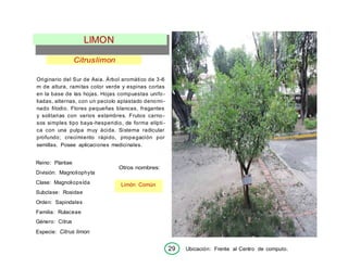 29 Ubicación: Frente al Centro de computo.
Limón Común
Citruslimon
Originario del Sur de Asia. Árbol aromático de 3-6
m de altura, ramitas color verde y espinas cortas
en la base de las hojas. Hojas compuestas unifo-
liadas, alternas, con un peciolo aplastado denomi-
nado filodio. Flores pequeñas blancas, fragantes
y solitarias con varios estambres. Frutos carno-
sos simples tipo baya-hesperidio, de forma elípti-
ca con una pulpa muy ácida. Sistema radicular
profundo; crecimiento rápido, propagación por
semillas. Posee aplicaciones medicinales.
Reino: Plantae
División: Magnoliophyta
Clase: Magnoliopsída
Subclase: Rosidae
Orden: Sapindales
Familia: Rutaceae
Género: Citrus
Especie: Citrus limon
Otros nombres:
LIMON
 