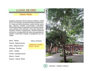 30 Ubicación: Cafeteria Abanico.
Cassia fistula
Especie originaria de los trópicos asiáticos. Árbol
de10-15 m de alto; ramas de tendencia ascenden-
te. Hojas pinnaticompuestas, paripinnadas, gran-
des, caducas, ovadas, acuminadas y péndulas.
Flores dispuestas en grandesracimospendulares,
muy vistosas color amarillo. Fruto tipo legumbre,
cilíndrico, leñoso, indehiscente. Sistema radicular
profundo. La pulpa del fruto tiene propiedades la-
xantes. Crecimiento rápido; propagación por se-
millas.
Reino: Plantae
División: Magnoliophyta
Clase: Magnoliopsída
Subclase: Rosidae
Orden: Fabales
Familia: Caesalpiniaceae
Género: Cassia
Especie: Cassia fistula
Otros nombres:
Cañafístula amarillo
Chorro de Oro.
LLUVIA DE ORO
 