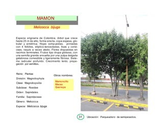 31 Ubicación: Parqueadero de semipesados.
Mamoncillo
Macao
Quenepa
Melicocca bijuga
Especie originaria de Colombia. Arbol que crece
hasta 25 m de alto; forma erecta, copa espesa, glo-
bular y simétrica. Hojas compuestas, pinnadas
con 4 foliólos, elíptico-lanceoladas, lisas y coriá-
ceas, raquis a veces alado. Flores dispuestas en
racimos terminales. Frutos tipo drupa globosa, con
una semilla grande envuelta por una pulpa delgada
gelatinosa comestible y ligeramente fibrosa. Siste-
ma radicular profundo. Crecimiento lento; propa-
gación por semillas.
Reino: Plantae
División: Magnoliophyta
Clase: Magnoliopsída
Subclase: Rosidae
Orden: Sapindales
Familia: Sapindaceae
Género: Melicocca
Especie: Melicocca bijuga
Otros nombres:
MAMON
 