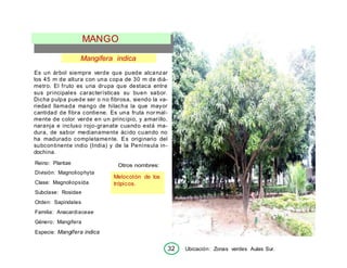 32 Ubicación: Zonas verdes Aulas Sur.
MANGO
Mangifera indica
Es un árbol siempre verde que puede alcanzar
los 45 m de altura con una copa de 30 m de diá-
metro. El fruto es una drupa que destaca entre
sus principales características su buen sabor.
Dicha pulpa puede ser o no fibrosa, siendo la va-
riedad llamada mango de hilacha la que mayor
cantidad de fibra contiene. Es una fruta normal-
mente de color verde en un principio, y amarillo,
naranja e incluso rojo-granate cuando está ma-
dura, de sabor medianamente ácido cuando no
ha madurado completamente. Es originario del
subcontinente indio (India) y de la Península in-
dochina.
Reino: Plantae
División: Magnoliophyta
Clase: Magnoliopsída
Subclase: Rosidae
Orden: Sapindales
Familia: Anacardiaceae
Género: Mangifera
Especie: Mangifera indica
Otros nombres:
Melocotón de los
trópicos.
 