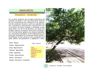 33 Ubicación: Costado de la Casona.
Anacardium occidentale
Es un árbol originario de la región amazónica del
nordeste de Brasil y casi toda Venezuela. Muchos
de sus componentes son utilizados en la elabora-
ción de productos diversos, como por ejemplo dul-
ces, cosméticos y medicamentos. Alcanza de 5 a 10
m de altura. El tronco irregular y ramificado a baja
altura tiene 10 a 30 cm de diámetro. Las hojas son
simples, alternas, obovadas, de 6 a 24 cm de largo y
3 a 10 cm de ancho, glabras, con el ápice redondea-
do, cortamente pecioladas. Tiene inflorescencias en
panículas terminales de numerosas flores verdes o
amarillentas. El fruto real es la nuez, localizada en la
parte externa del pseudofruto y adyacente a este.
Reino: Plantae
División: Magnoliophyta
Clase: Magnoliopsida
Subclase: Magnoliidae
Orden: Sapindales
Familia: Anacardiaceae
Género: Anacardium
Especie: Anacardium occidentale
Otros nombres:
MARAÑÓN
Cajú
Anacardo
Nuez de la India
Castaña de cajú
Marañón
Cágüil o
Merey.
 