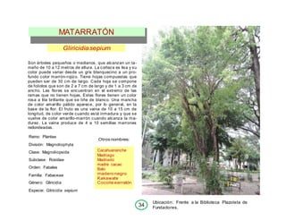 MATARRATÓN
Gliricidiasepium
Son árboles pequeños o medianos, que alcanzan un ta-
maño de 10 a 12 metros de altura. La corteza es lisa y su
color puede variar desde un gris blanquecino a un pro-
fundo color marrón-rojizo. Tiene hojas compuestas que
pueden ser de 30 cm de largo. Cada hoja se compone
de foliolos que son de 2 a 7 cm de largo y de 1 a 3 cm de
ancho. Las flores se encuentran en el extremo de las
ramas que no tienen hojas. Estas flores tienen un color
rosa a lila brillante que se tiñe de blanco. Una mancha
de color amarillo pálido aparece, por lo general, en la
base de la flor. El fruto es una vaina de 10 a 15 cm de
longitud, de color verde cuando está inmadura y que se
vuelve de color amarillo-marrón cuando alcanza la ma-
durez. La vaina produce de 4 a 10 semillas marrones
redondeadas.
Reino: Plantae
División: Magnoliophyta
Clase: Magnoliopsida
Subclase: Rosidae
Orden: Fabales
Familia: Fabaceae
Género: Gliricidia
Especie: Gliricidia sepium
Otros nombres:
Ubicación: Frente a la Biblioteca Plazoleta de
Fundadores.
Cacahuananche
Madriago
Madriado
madre cacao
Balo
madero negro
Kakawate
Cocoite earratón
34
 