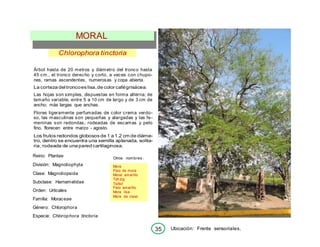 Mora
Palo de mora
Moral amarillo
Tzit-zig
Tsitsil
Palo amarillo
Mora lisa
Mora de clavo
Chlorophora tinctoria
Árbol hasta de 20 metros y diámetro del tronco hasta
45 cm., el tronco derecho y corto, a veces con chupo-
nes, ramas ascendentes, numerosas y copa abierta.
La corteza deltroncoes lisa,de color cafégrisácea.
Las hojas son simples, dispuestas en forma alterna; de
tamaño variable, entre 5 a 10 cm de largo y de 3 cm de
ancho; más largas que anchas.
Flores ligeramente perfumadas de color crema verdo-
so, las masculinas son pequeñas y alargadas y las fe-
meninas son redondas, rodeadas de escamas y pelo
fino, florecen entre marzo - agosto.
Los frutos redondos globosos de 1 a 1.2 cm de diáme-
tro, dentro se encuentra una semilla aplanada, solita-
ria, rodeada de una pared cartilaginosa.
Reino: Plantae
División: Magnoliophyta
Clase: Magnoliopsida
Subclase: Harnamelidae
Orden: Urticales
Familia: Moraceae
Género: Chlorophora
Especie: Chlorophora tinctoria
Otros nombres:
Ubicación: Frente sensoriales.
MORAL
35
 