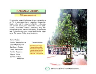 37 Ubicación: Edificio Torre Administrativa.
Citrusaurantium
Es un árbol perennifolio que alcanza una altura
de 7-8 m, espinas axilares y agudas. Hojas elíp-
ticas, color verde oscuro brillante y oloroso,
con pecíolo alado, alas obovadas. Flores bise-
xuales, en cimas axilares, blancas y muy fra-
gantes (azahar). Pétalos carnosos y glandula-
res. Fruto globoso, con cáscara glandular y ás-
pera. Eje hueco. Pulpa amargo-ácida.
Reino Plantae
División Magnoliophyta
Clase Magnoliopsída
SubClase: Rosidae
Orden: Geraniales
Familia: Rutaceae
Género: Citrus
Especie: Citrus
aurantium
Otros nombres:
Naranjo amargo,
Naranja bigarade
Naranja andaluza
Naranja de Sevilla
Naranja cajera y
Naranja cachorreña
NARANJA AGRIA
 