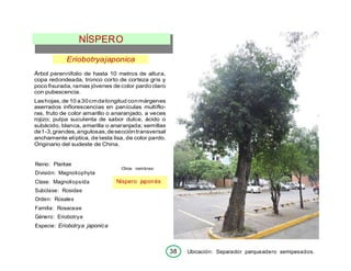 38 Ubicación: Separador parqueadero semipesados.
NÍSPERO
Eriobotryajaponica
Árbol perennifolio de hasta 10 metros de altura,
copa redondeada, tronco corto de corteza gris y
poco fisurada, ramas jóvenes de color pardo claro
con pubescencia.
Lashojas, de 10 a30cmdelongitud conmárgenes
aserrados inflorescencias en panículas multiflo-
ras, fruto de color amarillo o anaranjado, a veces
rojizo; pulpa suculenta de sabor dulce, ácido o
subácido, blanca, amarilla o anaranjada; semillas
de1-3,grandes,angulosas,deseccióntransversal
anchamente elíptica, de testa lisa, de color pardo.
Originario del sudeste de China.
Reino: Plantae
División: Magnoliophyta
Clase: Magnoliopsída
Subclase: Rosidae
Orden: Rosales
Familia: Rosaceae
Género: Eriobotrya
Especie: Eriobotrya japonica
Otros nombres:
Níspero japonés
 