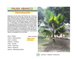 PALMA ABANICO
Plitchardiapacifica
Originaria de las islas del Pacifico Sur, Samoa y
Fitji. Palma de 10 m de alto y de 25-30 cm de diá-
metro; tronco solitario, anillado. Hojas simples, ple-
gadas en forma de abanico de 1,35 cm de largo por
1 m de ancho, con pecíolos largos, fuertes y lisos
de 1 m de largo, con mallas de fibras en la base;
Los grandes limbos están cubiertos de vellos blan-
co-amarillentos que al final se tornan verdes. Inflo-
rescencias verdes hermafroditas, con brácteas en
forma de espada. Frutos globosos tipo drupa, ne-
gros o morados de 1 cm de largo y 0.5cm de diáme-
tro. Sistema radicular poco profundo. Crecimiento
rápido y propagación por semillas.
Reino: Plantae
División: Magnoliophyta
Clase: Liliopsída
Subclase: Arecedae
Orden: Arecales
Familia: Arecaceae
Género: Plitchardia
Especie: Plitchardia pacifica
Otros nombres:
Ubicación: Plazoleta Fundadores.
Palma China
de Abanico
40
 