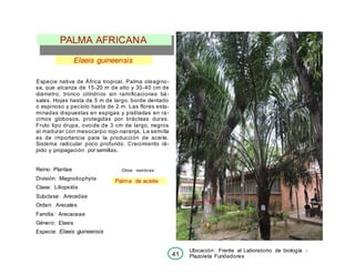Elaeis guineensis
Especie nativa de África tropical. Palma oleagino-
sa, que alcanza de 15-20 m de alto y 30-40 cm de
diámetro; tronco cilíndrico sin ramificaciones bá-
sales. Hojas hasta de 5 m de largo, borde dentado
o espinoso y pecíolo hasta de 2 m. Las flores esta-
minadas dispuestas en espigas y pistiladas en ra-
cimos globosos, protegidas por brácteas duras.
Fruto tipo drupa, ovoide de 3 cm de largo, negros
al madurar con mesocarpo rojo-naranja. La semilla
es de importancia para la producción de aceite.
Sistema radicular poco profundo. Crecimiento rá-
pido y propagación por semillas.
Reino: Plantae
División: Magnoliophyta
Clase: Liliopsída
Subclase: Arecedae
Orden: Arecales
Familia: Arecaceae
Género: Elaeis
Especie: Elaeis guineensis
Otros nombres:
Palma de aceite
Ubicación: Frente al Laboratorio de biología -
Plazoleta Fundadores
PALMA AFRICANA
41
 