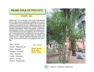 44 Ubicación: Plazoleta Fundadores.
Caryota spp.
Palma de 7-10 m de alto y 30 cm de diámetro de
tronco, tallo erecto, grisáceo y anillado; de su tron-
co se extrae una especie de sagú y de su savia se
obtiene una bebida vinosa, refrescante de la cual
por fermentación se prepara el "Toddy" bebida al-
cohólica agradable. Hojas arqueadas, coriáceas,
dispuestas en flecos, con segmentos fuertes y du-
ros. Inflorescencias tipo espádice, de 2-4 m de lar-
go. Frutos tipo drupa, ovoides de 2 cm de diáme-
tro, son urticantes; color azul-negro (C. mitis), y de
color rojo (C. urens). Sistema radicular poco pro-
fundo. Crecimiento lento y propagación por semi-
llas.
Reino: Plantae
División: Magnoliophyta
Clase: Liliopsída
Subclase: Arecedae
Orden: Arecales
Familia: Arecaceae
Género: Caryota
Especie: Caryota spp.
Otros nombres:
Palma de vino
de la India
Palma Toddy
PALMA COLA DEPESCADO
 