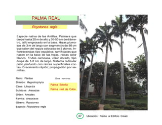 47 Ubicación: Frente al Edificio Cread.
Roystonea regia
Especie nativa de las Antillas. Palmera que
crece hasta 20 m de alto y 30-50 cm de diáme-
tro, tallo engrosado en la base. Hojas plumo-
sas de 3 m de largo con segmentos de 80 cm
que salen del raquis colocado en 2 planos. In-
florescencias tipo espádice, ramificadas que
nacen en la base de las hojas, rectas color
blanco. Frutos carnosos, color dorado, tipo
drupa de 1-2 cm de largo. Sistema radicular
poco profundo con raíces superficiales cor-
tas. Crecimiento rápido; propagación por se-
millas.
Reino: Plantae
División: Magnoliophyta
Clase: Liliopsída
Subclase: Arecedae
Orden: Arecales
Familia: Arecaceae
Género: Roystonea
Especie: Roystonea regia
Otros nombres:
PALMA REAL
Palma Botella
Palma real de Cuba
 