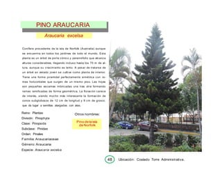 Pino de la isla
de Norfolk
PINO ARAUCARIA
Araucaria excelsa
Conífera procedente de la isla de Norfolk (Australia) aunque
se encuentra en todos los jardines de todo el mundo. Esta
planta es un árbol de porte cónico y perennifolio que alcanza
alturas considerables, llegando incluso hasta los 70 m de al-
tura, aunque su crecimiento es lento. A pesar de tratarse de
un árbol en estado joven se culti va como planta de interior.
Tiene una forma piramidal perfectamente simétrica con ra-
mas horizontales que surgen de un mismo piso. Las hojas
son pequeñas escamas imbricadas una tras otra formando
ramas ramificadas de forma geométrica. La floración carece
de interés, siendo mucho más interesante la formación de
conos subglobosos de 12 cm de longitud y 9 cm de grosor,
que da lugar a semillas alargadas con alas.
Reino: Plantae
División: Pinophyta
Clase: Pinopsida
Subclase: Pinidae
Orden: Pinales
Familia: Araucariaceae
Género: Araucaria
Especie: Araucaria excelsa
Otros nombres:
Ubicación: Costado Torre Administrativa.
48
 