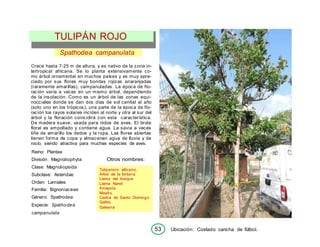 53 Ubicación: Costado cancha de fútbol.
Spathodea campanulata
Crece hasta 7-25 m de altura, y es nativo de la zona in-
tertropical africana. Se lo planta extensivamente co-
mo árbol ornamental en muchos países y es muy apre-
ciado por sus flores muy bonitas rojizas anaranjadas
(raramente amarillas), campanuladas. La época de flo-
ración varía a veces en un mismo árbol, dependiendo
de la insolación. Como es un árbol de las zonas equi-
nocciales donde se dan dos días de sol cenital al año
(solo uno en los trópicos), una parte de la época de flo-
ración los rayos solares inciden al norte y otra al sur del
árbol y la floración coincidirá con esta característica.
De madera suave, usada para nidos de aves. El brote
floral es ampollado y contiene agua. La savia a veces
tiñe de amarillo los dedos y la ropa. Las flores abiertas
tienen forma de copa y almacenan agua de lluvia y de
rocío, siendo atractiva para muchas especies de aves.
Reino: Plantae
División: Magnoliophyta
Clase: Magnoliopsida
Subclase: Asteridae
Orden: Lamiales
Familia: Bignoniaceae
Género: Spathodea
Especie: Spathodea
campanulata
Otros nombres:
Tulipanero africano,
Árbol de la fontana
Llama del bosque
Llama Nandi
Amapola
Meaíto,
Caoba de Santo Domingo
Gallito
Galeana
TULIPÁN ROJO
 