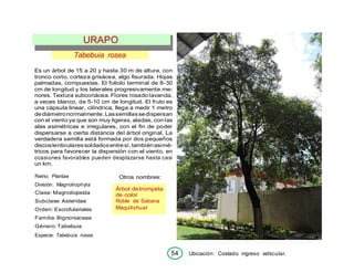 54 Ubicación: Costado ingreso vehicular.
Tabebuia rosea
Es un árbol de 15 a 20 y hasta 30 m de altura, con
tronco corto, corteza grisácea, algo fisurada. Hojas
palmadas, compuestas. El foliolo terminal de 8-30
cm de longitud y los laterales progresivamente me-
nores. Textura subcoriácea. Flores rosado lavanda,
a veces blanco, de 5-10 cm de longitud. El fruto es
una cápsula linear, cilíndrica, llega a medir 1 metro
dediámetronormalmente.Lassemillassedispersan
con el viento ya que son muy ligeras, aladas, con las
alas asimétricas e irregulares, con el fin de poder
dispersarse a cierta distancia del árbol original. La
verdadera semilla está formada por dos pequeños
discoslenticularessoldadosentresí,tambiénasimé-
tricos para favorecer la dispersión con el viento, en
ocasiones favorables pueden desplazarse hasta casi
un km.
Reino: Plantae
División: Magnoliophyta
Clase: Magnoliopsida
Subclase: Asteridae
Orden: Escrofulariales
Familia: Bignoniaceae
Género: Tabebuia
Especie: Tabebuia rosea
Otros nombres:
Árbol detrompeta
de color
Roble de Sabana
Maquilishuat
URAPO
 