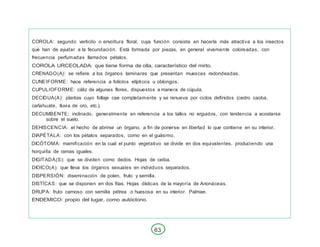 63
COROLA: segundo verticilo o envoltura floral, cuya función consiste en hacerla más atractiva a los insectos
que han de ayudar a la fecundación. Está formada por piezas, en general vivamente coloreadas, con
frecuencia perfumadas llamados pétalos.
COROLA URCEOLADA: que tiene forma de olla, característico del mirto.
CRENADO(A): se refiere a los órganos laminares que presentan muescas redondeadas.
CUNEIFORME: hace referencia a folíolos elípticos u oblongos.
CUPULIOFORME: cáliz de algunas flores, dispuestos a manera de cúpula.
DECIDUA(A): plantas cuyo follaje cae completamente y se renueva por ciclos definidos (cedro caoba,
cañahuate, lluvia de oro, etc.).
DECUMBENTE: inclinado, generalmente en referencia a los tallos no erguidos, con tendencia a acostarse
sobre el suelo.
DEHISCENCIA: el hecho de abrirse un órgano, a fin de ponerse en libertad lo que contiene en su interior.
DIAPÉTALA: con los pétalos separados, como en el guásimo.
DICÓTOMA: mamificación en la cual el punto vegetativo se divide en dos equivalentes, produciendo una
horquilla de ramas iguales.
DIGITADA(S): que se dividen como dedos. Hojas de ceiba.
DIOICO(A): que lleva los órganos sexuales en individuos separados.
DISPERSIÓN: diseminación de polen, fruto y semilla.
DISTÍCAS: que se disponen en dos filas. Hojas dísticas de la mayoría de Anonáceas.
DRUPA: fruto carnoso con semilla pétrea o huesosa en su interior. Palmae.
ENDEMICO: propio del lugar, como autóctono.
 