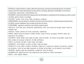 64
ESTÍPULA: órgano foliáceo orollizo, diferente alas yemas, situado en labase del pecíolo, condistinta
posición y forma; existen lasestípulas ocreas, libres, connadas, globosas, ramificadas, envolventes,
involúcrales, decurrentes, intermaxilares, etc.
EXUDADO: sustancias diferentes alagua quebrotanfisiológica o patológicamente dealgunas partes; puede
ser látex, goma, resina o mucílago.
FALCADO: curvado como la hoz. Hojas de algunos eucaliptos.
FERRUGINEO: decolor dehierro; también conocido como herrumbroso. Hojas ferruginosas delcaimito.
FILODIO: peciolo aplastado que cumple funciones de limbo.
FITOCROMO: pigmento proteínico que inhibe la germinación.
FOLICULO: es un fruto seco, dehiscente, generalmente corto, que se abre por la parte ventral. Fruto de
Camajón duro.
FOLIOLO: división primaria de la hoja compuesta. Cañafístula.
FORMA: aspecto visual de órganos o partes de ellos. Copa en forma de pagoda. También indica una
subdivisión de la especie.
FULCREAS: raíces visibles como patas de araña, sobre las cuales va el tronco de la planta. Laurel de la
India, situada en el parque Centenario de Villa del Rosario.
FUSTE: es el tronco del árbol. Fuste circular del orejero.
GLABRO(A): como lampiño, es decir, sin pelos. Hojas de mango.
GLANDULA: es una célula o conjunto de células conspicuas o conspicuas capaces de acumular o expeler
una secreción, como las que están presentes en el limbo de las hojas o en la inserción de los folíolos
GLOBOSO: significa igual que redondeado o esferoidal. Fruto de mamey.
GLOMÉRULOS: aglomeraciones más comprimidas que el fascículo. Flores de pomalaca.
HASTIL: como estípite. Palmas.
 