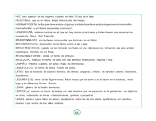 66
HAZ: cara superior de los órganos o partes de ellos. El haz de la hoja.
HELICOIDAL: que va en hélice. Hojas helicoidales del mango.
HERMAFRODITA: laflorque tieneambos órganos oelárbolquelleva ambos órganos enlamisma flor
(hermafrodita) o en flores separadas (monoico).
HOMORRIZIA: sistema radical en el que no hay raíces principales y todas tienen una importancia
equivalente. Sinon. Sist. Fasicular.
IMPARIPINNADAS: son las hojas compuestas que terminan en un folíolo.
INFLORESCENCIA: disposición de las flores sobre el eje o ejes.
INFRUCTESCENCIA: cuando se han formado los frutos en una inflorescencia, formando una sola unidad
carpológica. Siconos de los Ficus.
INFUNDIBULIFORME: corola en forma de embudo.
INVOLUCRO: estípula en forma de cono con una abertura longitudinal. Algunos Ficus.
LAMPIÑO: imberbe o glabro, sin pelos. Hojas de chiminango.
LANCEOLADO: en forma de lanza. Folíolo de ceiba.
LÁTEX: tipo de exudado de aspecto lechoso, no oloroso, pegajoso, o fluido, de variados colores. Moráceas,
Sapotáceos.
LEGUMBRE(S): vaina de las leguminosas; frutas secas que se abren o no lo hacen en la madurez; vaina
larga y de diferentes formas. Samán.
LENNA: género de la familia lemnácea.
LENTICELA: cuerpos en forma de lenteja con una abertura que se encuentra en la peridermis; son elípticas,
en coma, ordenadas en líneas o desordenadas, grandes o pequeñas.
LIANAS: plantas cuyos tallos se elevan apoyándose sobre las de otra planta ayudándose con zarcillos,
espinas o por acción de sus tallos volubles.
 