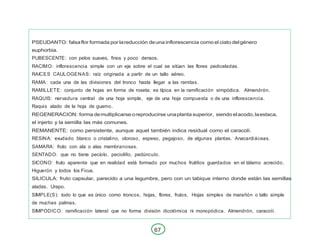 67
PSEUDANTO: falsaflor formada por lareducción deuna inflorescencia como el ciato delgénero
euphorbia.
PUBESCENTE: con pelos suaves, finos y poco densos.
RACIMO: inflorescencia simple con un eje sobre el cual se sitúan las flores pediceladas.
RAICES CAULOGENAS: raíz originada a partir de un tallo aéreo.
RAMA: cada una de las divisiones del tronco hasta llegar a las ramitas.
RAMILLETE: conjunto de hojas en forma de roseta; es típica en la ramificación simpódica. Almendrón.
RAQUIS: nervadura central de una hoja simple, eje de una hoja compuesta o de una inflorescencia.
Raquis alado de la hoja de guamo.
REGENERACION: forma demultiplicarse oreproducirse unaplanta superior, siendo elacodo,laestaca,
el injerto y la semilla las más comunes.
REMANENTE: como persistente, aunque aquel también indica residual como el caracolí.
RESINA: exudado blanco o cristalino, oloroso, espeso, pegajoso, de algunas plantas. Anacardiáceas.
SAMARA: fruto con ala o alas membranosas.
SENTADO: que no tiene pecíolo, peciolillo, pedúnculo.
SICONO: fruto aparente que en realidad está formado por muchos frutillos guardados en el tálamo acrecido.
Higuerón y todos los Ficus.
SILICULA: fruto capsular, parecido a una legumbre, pero con un tabique interno donde están las semillas
aladas. Urapo.
SIMPLE(S): todo lo que es único como troncos, hojas, flores, frutos. Hojas simples de marañón o tallo simple
de muchas palmas.
SIMPODICO: ramificación lateral que no forma división dicotómica ni monopódica. Almendrón, caracolí.
 