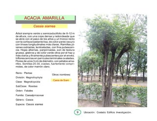 9 Ubicación: Costado Edificio Investigación.
Cassia siamea
Árbol siempre verde o semicaducifolio de 6-12 m
de altura, con una copa densa y redondeada que
se abre con el paso de los años y un tronco recto
con la corteza bastante lisa, de color pardo oscuro
con líneas longitudinales más claras. Ramillas jó-
venes estriadas, lenticeladas, con fina pubescen-
cia. Hojas alternas, paripinnadas, son de textura
gruesa, glabros y de color verde oliva por el haz y
más claros y finamente pubescentes por el envés.
Inflorescencias en panículasterminales ovaladas.
Flores de unos 3 cm de diámetro, con pétalos ama-
rillos. Semillas 20-30, ovadas, fuertemente compri-
midas, de color marrón claro.
Reino: Plantae
División: Magnoliophyta
Clase: Magnoliopsída
SubClase: Rosidae
Orden: Fabales
Familia: Caesalpiniaceae
Género: Cassia
Especie: Cassia siamea
Otros nombres:
Casia de Siam
ACACIA AMARILLA
 