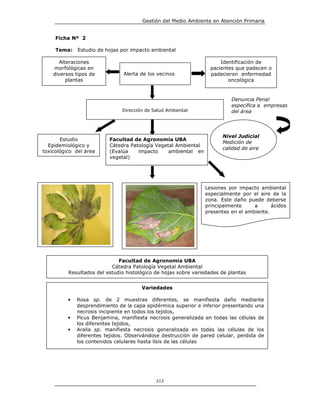 Gestión del Medio Ambiente en Atención Primaria


     Ficha Nº 2

     Tema:    Estudio de hojas por impacto ambiental

       Alteraciones                                                   Identificación de
    morfológicas en                                               pacientes que padecen o
    diversos tipos de           Alerta de los vecinos             padecieron enfermedad
          plantas                                                        oncológica


                                                                           Denuncia Penal
                                                                           específica a empresas
                               Dirección de Salud Ambiental                del área




                                                                       Nivel Judicial
       Estudio            Facultad de Agronomía UBA
                                                                       Medición de
  Epidemiológico y        Cátedra Patología Vegetal Ambiental
                                                                       calidad de aire
toxicológico del área     (Evalúa    impacto     ambiental en
                          vegetal)   Capítulo XIX



                                                                Lesiones por impacto ambiental
                                                                especialmente por el aire de la
                                                                zona. Este daño puede deberse
                                                                principalmente     a      ácidos
                                                                presentes en el ambiente.




                                 on necrosis
                              Facultad de Agronomía UBA
                           Cátedra Patología Vegetal Ambiental
          Resultados del estudio histológico de hojas sobre variedades de plantas


                                       Variedades

          •   Rosa sp. de 2 muestras diferentes, se manifiesta daño mediante
              desprendimiento de la capa epidérmica superior e inferior presentando una
              necrosis incipiente en todos los tejidos,
          •   Picus Benjamina, manifiesta necrosis generalizada en todas las células de
              los diferentes tejidos,
          •   Aralia sp. manifiesta necrosis generalizada en todas las células de los
              diferentes tejidos. Observándose destrucción de pared celular, perdida de
              los contenidos celulares hasta lísis de las células




                                               213
 