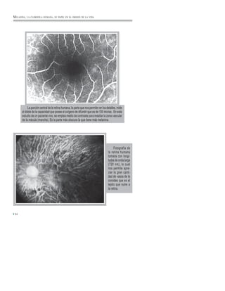 La porción central de la retina humana, la parte que nos permite ver los detalles, mide
el doble de la capacidad que posee el oxígeno de difundir que es de 100 micras. En este
estudio de un paciente vivo, se emplea medio de contraste para resaltar la zona vascular
de la mácula (mancha). Es la parte más obscura la que tiene más melanina.
Fotografía de
la retina humana
tomada con longi-
tudes de onda larga
(720 nm), lo cual
nos permite apre-
ciar la gran canti-
dad de vasos de la
coroides que es el
tejido que nutre a
la retina.
94
MELANINA, LA CLOROFILA HUMANA, SU PAPEL EN EL ORIGEN DE LA VIDA
 