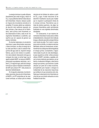 La energía luminosa no puede utilizarse
directamente para oxidar el agua y reducir al
CO2
, lo que pudiéramos llamar la fase obscura
de la fotosíntesis. Inclusive, tampoco sucede
en ninguna otra circunstancia conocida en la
actualidad. El proceso global que acabamos
de describir está realmente separado (en
fase luminosa y fase obscura de la fotosín-
tesis), tanto química como físicamente, en
dos subprocesos en todos y cada uno de los
organismos fotosintéticos (o autótrofos, que
significa que son capaces de generar sus
propios nutrientes).
En el primer subproceso, en una serie de
reacciones o pasos denominados reacciones
o fases luminosas, se utiliza la energía de la
luz solar para llevar a cabo la oxidación foto-
química del agua (esto es, requieren energía
fotónica, pues de otra manera no suceden).
Con esta oxidación (disociación) del agua se
consiguen dos cosas: en primer lugar, que el
agente oxidante NADP+ se reduzca a NADPH,
produciendo equivalentes reductores y se li-
bera O2
. En segundo lugar, parte de la energía
luminosa se captura mediante la fosforilación
del ADP para producir ATP. Este proceso se
denomina fotofosforilación.
En el segundo subproceso, las denomi-
nadas reacciones obscuras de la fotosíntesis,
el NADPH y el ATP producidas por las reac-
ciones luminosas, se utilizan para la síntesis
reductora de los hidratos de carbono a partir
de CO2
y agua. A estas reacciones se les
denominó inicialmente oscuras para resaltar
que no requieren la participación directa de
la energía luminosa. Recordemos que en
todas las plantas superiores y las algas, los
procesos fotosintéticos están estrictamente
localizados en unos orgánelos denominados
cloroplastos.
En consecuencia, lo que nosotros de-
nominamos fotosíntesis humana sólo se refiere
al desdoblamiento o disociación de la molécula
de agua, utilizando para ello la energía fotónica
como fuente de poder. Por lo tanto, la seme-
janza entre la clorofila y la melanina está bien
delimitada: ambos son transductores, es decir,
transforman las radiaciones electromagnéticas
en energía química. Curiosamente, o lógica-
mente desde el punto de vista deontológico,
el paso siguiente es similar: ambos procesos
utilizan el NADP+ (animales y vegetales utili-
zan la misma molécula) para atesorar, por así
decirlo, el valiosísimo hidrógeno, sobre todo la
energía que acarrea y que entonces sí puede
utilizarse por parte de la célula eucarionte,
principalmente para impulsar o energizar la
multiplicidad de las reacciones bioquímicas
que conllevan a lo que conocemos como vida.
Hasta aquí la descripción de la fotosíntesis en
virtud de que una revisión exhaustiva no es la
finalidad de este libro.
30
MELANINA, LA CLOROFILA HUMANA, SU PAPEL EN EL ORIGEN DE LA VIDA
 
