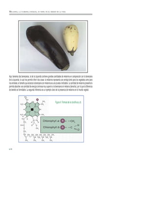 36
Aquí tenemos dos berenjenas, la de la izquierda contiene grandes cantidades de melanina en comparación con la berenjena
de la izquierda, lo cual nos permite inferir dos cosas: la melanina representa una ventaja tanto para los vegetales como para
los animales, el tamaño que alcanza la berenjena con melanina es una prueba irrefutable. La cantidad de melanina presente le
permite absorber una cantidad de energía luminosa muy superior a la berenjena sin melania (derecha), por lo que la diferencia
de tamaño es formidable. La segunda inferencia es un ejemplo claro de la presencia de melanina en el mundo vegetal.
Figura 4: Fórmula de la clorofila a y b.
MELANINA, LA CLOROFILA HUMANA, SU PAPEL EN EL ORIGEN DE LA VIDA
 