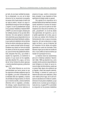 por tanto, de una mayor cantidad de energía.
Se ve compensado, a su vez, por la mayor
eficiencia de los mecanismos encargados
de evacuar dicho líquido desde el interior del
ojo hasta el exterior, merced a la mayor di-
sponibilidad de energía en forma de hidrógeno
y oxígeno, la cual es probablemente incluida
en los procesos metabólicos mediante NADH
y NADPH, así como de oxígeno utilizado para
los múltiples procesos en los que éste último
interviene. Cito como ejemplo la recolección
de los electrones que se desprenden de la vía
metabólica denominada fosforilación oxidativa,
lo que resulta del catabolismo de las distintas
formas de carbono reducidas que ingerimos y
que son nuestra principal fuente de energía.
Exhalamos ese carbono en forma de bióxido
de carbono al final de los procesos metabóli-
cos, que es la forma más oxidada del carbono.
Este compuesto final (CO2
), que exhalan o
expelen los organismos, es totalmente lo
opuesto a lo que ocurre con los vegetales,
pues ellos absorben CO2
y agua y, con la luz
del sol, forman hidratos de carbono (glucosa)
y nosotros absorbemos glucosa y producimos
agua y CO2
.
Esta radical diferencia es una de las
particularidades que hacían pensar en que
los organismos animales estábamos lejos de
los vegetales y, por ende, la fotosíntesis sólo
la realizaban ellos (los vegetales) y nosotros
(los animales) de ninguna manera, en virtud de
que no tenemos clorofila, y éramos totalmente
diferentes entre sí (vegetales y animales).
Sin embargo, nuestro descubrimiento de las
propiedades fotolíticas de las melaninas en
presencia de agua, vendrá a revolucionar
estos conceptos, lo que impactará en forma
significativa la biología celular en general.
Otro ejemplo de la importancia de la
actividad fotolítica de las melaninas lo tenemos
cuando estudiamos el proceso de transduc-
ción de luz, que ocurre en parte en los fotor-
receptores de la retina de los mamíferos y en
parte, ¿casualmente?, en una de las células
más pigmentadas del organismo y que es
el epitelio pigmentado de la retina, pues en
los textos que analizan dicho fenómeno (la
fototransducción) citan un paso en el proceso
bioquímico, del cual se desconoce su origen
(según los libros) y que es el descenso del
pH intracelular de las células del epitelio
pigmentado en cuanto son iluminadas. Dicho
descenso origina que se abran los canales de
cloro, lo que conlleva al resto de eventos que
resultan en la percepción de la luz.
La melanina reúne las características
para ser la misteriosa substancia “descono-
cida” (Adler, 1998) que absorbe la luz y como
resultado de ello aumenta la disponibilidad de
iones hidrógeno en el citosol, sin que se co-
nozca el origen de dichos átomos, puesto que
no parece haber alguna otra substancia que
se degrade y libere este pequeño elemento.
Sin embargo, si tomamos en cuenta que la
melanina sólo actúa como catalizador y utiliza
como materia prima el agua, de la cual se di-
spone en abundancia en el medio en cuestión,
entonces el círculo parece completarse, ya que
además al ser un proceso que se energiza a
través de la luz, no gastaATP, lo cual también
es congruente con los procesos metabólicos
57
IMPACTO DE LA FOTOSÍNTESIS HUMANA EN OTRAS ÁREAS DEL CONOCIMIENTO
 