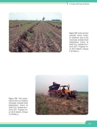 El Cultivo del Frejol en Bolivia
101
Figura 103. Cultivo de frejol
arrancado manual forman-
do camellones, para la trilla
mecanizada, localidad Chané
Independencia (Llanos de
Santa Cruz), campaña de in-
vierno 2011. Programa Fre-
jol, IIA El Vallecito. (Choque
V. & Padilla J.).
Figura 104. Trilla mecani-
zada de frejol con trilladoras
remolcadas, localidad Chané
Independencia, (Llanos de
Santa Cruz), campaña de in-
vierno 2011. Programa Fre-
jol, IIA El Vallecito. (Choque
V. & Padilla J.).
 
