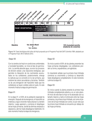 25
El Cultivo del Frejol en Bolivia
Etapa V0
Con la siembra de frejol en condiciones ambientales
y humedad favorables, se inicia la fase de germina-
ción. La semilla absorbe agua, ocurren los procesos
de división celular y las reacciones biológicas, que
permiten la liberación de los nutrimentos acumu-
lados en los cotiledones; posteriormente, emerge
la radícula que se convierte en la raíz primaria, que
sostiene las raíces secundarias y terciarias. También
se da una elongación del hipocótilo hasta que los
cotiledones se hacen visibles sobre el suelo. En este
momento finaliza la etapa de germinación.
Etapa V1
En la etapa V1, el 50% de la población esperada ha
emergido. Después de la emergencia, el hipocótilo se
endereza y sigue creciendo hasta alcanzar su tamaño
máximo. Luego aparecen y comienza el despliegue
de las hojas primarias, donde las láminas empiezan a
separarse y abrirse hasta desplegarse totalmente. En
este momento finaliza la etapa de emergencia.
Etapa V2
Se inicia cuando el 50% de las plantas presentan las
hojas primarias desplegadas. Los cotiledones pier-
den su forma, arqueándose y arrugándose.
Es importante señalar que la primera hoja trifoliada
comienza su crecimiento y continúa su desarrollo
hasta desplegarse completamente. En este momento
culmina la etapa V2.
Etapa V3
Se inicia cuando la planta presenta la primera hoja
trifoliada completamente abierta y en un solo plano.
Al inicio de esta fase la hoja no ha alcanzado aún su
tamaño máximo y tanto el entrenudo entre las hojas
primarias y la primera hoja trifoliada, así como el pe-
ciolo de la hoja trifoliada son cortos; es por esto que
la primera hoja trifoliada se encuentra por debajo de
las hojas primarias.
Figura 14. Fases fenológicas del cultivo de frejol propuesto por el Programa Frejol del CIAT Colombia 1984, adoptado por
el Programa Frejol, IIA El Vallecito 2012.
 