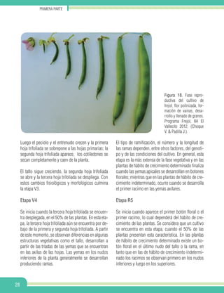 28
PRIMERa parte
Luego el peciolo y el entrenudo crecen y la primera
hoja trifoliada se sobrepone a las hojas primarias; la
segunda hoja trifoliada aparece, los cotiledones se
secan completamente y caen de la planta.
El tallo sigue creciendo, la segunda hoja trifoliada
se abre y la tercera hoja trifoliada se despliega. Con
estos cambios fisiológicos y morfológicos culmina
la etapa V3.
Etapa V4
Se inicia cuando la tercera hoja trifoliada se encuen-
tra desplegada, en el 50% de las plantas. En esta eta-
pa, la tercera hoja trifoliada aún se encuentra por de-
bajo de la primera y segunda hoja trifoliada. A partir
de este momento, se observan diferencias en algunas
estructuras vegetativas como el tallo, desarrollan a
partir de las tríadas de las yemas que se encuentran
en las axilas de las hojas. Las yemas en los nudos
inferiores de la planta generalmente se desarrollan
produciendo ramas.
El tipo de ramificación, el número y la longitud de
las ramas dependen, entre otros factores, del genoti-
po y de las condiciones del cultivo. En general, esta
etapa es la más extensa de la fase vegetativa y en las
plantas de hábito de crecimiento determinado finaliza
cuando las yemas apicales se desarrollan en botones
florales; mientras que en las plantas de hábito de cre-
cimiento indeterminado, ocurre cuando se desarrolla
el primer racimo en las yemas axilares.
Etapa R5
Se inicia cuando aparece el primer botón floral o el
primer racimo, lo cual dependerá del hábito de cre-
cimiento de las plantas. Se considera que un cultivo
se encuentra en esta etapa, cuando el 50% de las
plantas presentan esta característica. En las plantas
de hábito de crecimiento determinado existe un bo-
tón floral en el último nudo del tallo o la rama, en
tanto que en las de hábito de crecimiento indetermi-
nado los racimos se observan primero en los nudos
inferiores y luego en los superiores.
Figura 18. Fase repro-
ductiva del cultivo de
frejol, flor polinizada, for-
mación de vainas, desa-
rrollo y llenado de granos.
Programa Frejol, IIA El
Vallecito 2012. (Choque
V. & Padilla J.).
 