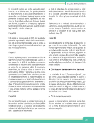 29
El Cultivo del Frejol en Bolivia
Es importante indicar que en las variedades deter-
minadas, en el último nudo, las yemas presentan
un desarrollo floral, es decir, dos yemas laterales se
desarrollan como botones florales y la yema central
permanece en estado latente. Igualmente, los raci-
mos se desarrollan produciendo botones florales,
que al crecer, adquieren su forma típica y la pigmen-
tación característica de la variedad. Cuando se abre
la primera flor culmina esta etapa.
Etapa R6
Esta etapa se inicia cuando el 50% de las plantas
presentan la primera flor abierta. La flor abierta indica
que ésta se encuentra fecundada; luego la corola se
marchita y cuelga del extremo de la vaina, hasta que
ésta inicia su crecimiento.
Etapa R7
Cuando la planta presenta la corola desprendida de
la primera vaina se ha iniciado esta etapa. Cuando en
una plantación, el 50% de las plantas presenta esta
característica, se encuentra en la etapa de formación
de vainas. En las plantas de hábito de crecimiento
determinado, las primeras vainas se observan en la
parte superior del tallo y las ramas, y las otras vainas
aparecen en forma descendente, mientras que cuan-
do el hábito de crecimiento es indeterminado las pri-
meras vainas aparecen en la parte inferior de la planta
y las otras vainas aparecen en forma ascendente. La
etapa R7 también comprende el crecimiento longitu-
dinal de las vainas hasta alcanzar su máximo tamaño
y peso. En este momento culmina la etapa de forma-
ción de vainas.
Etapa R8
Con las vainas formadas, se inicia el crecimiento de
las semillas, también identificada como la etapa R8 o
llenado de vainas. Si se observan las vainas por las
suturas o de lado, hay abultamientos que correspon-
den a las semillas en crecimiento.
Al final de esta etapa, los granos pierden su color
verde para comenzar a adquirir el color característico
de la variedad. Este cambio de coloración se inicia
alrededor del hilium y luego se extiende a toda la
testa.
Dependiendo de la variedad, las valvas empiezan a
pigmentarse, de acuerdo al genotipo, puede ser uni-
forme o en rayas. Cuando las plantas muestran un
cambio en la coloración de las hojas y éstas caen,
finaliza la etapa R8.
Etapa R9
Considerada como la última etapa de desarrollo en
que ocurre la maduración de la semilla. Se inicia
cuando la primera vaina del 50% de las plantas de
un cultivo cambia su color verde por amarillo roji-
zo o pigmentado; las hojas inferiores, adquieren un
color amarillo y se caen. En general, todas las partes
de la planta se secan y particularmente las semillas,
cuyo contenido de humedad llega hasta un 15%; las
semillas adquieren su color final y la planta está lista
para la cosecha.
9. Clasificación de las variedades de frejol
Las variedades de frejol (Phaseolus vulgaris L.), se-
gún Voyset (2000), se pueden clasificar de acuerdo a
diferentes criterios, como ser la forma de consumo,
la duración del periodo entre siembra y cosecha, por
la reacción a la duración del día, el hábito de creci-
miento, características del grano, la clase comercial y
su origen. En el presente libro trataremos de resumir
las clasificaciones citadas.
a) Por la forma de consumo
Aunque no necesariamente restringida a una clasi-
ficación absoluta, las variedades pueden agruparse
por su forma de consumo predominante en las si-
guientes categorías:
 